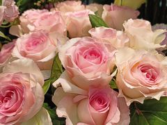 -BOBLOOM花店(宝龙旭辉广场店)