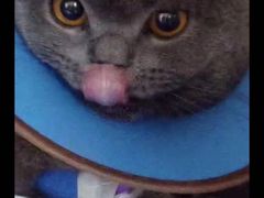 -A猫a狗全科·犬猫异宠·芥西宠物医院(南开总院)