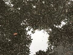 -晓港公园