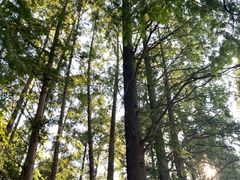 -同里国家湿地公园