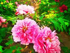 -莲花池公园