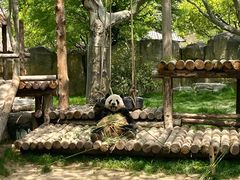 -上海野生动物园