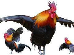 -金乐活美食(中街店)