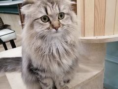 -安格丽娜·狗咖·猫咖羊驼咖(春熙路百盛商场店)