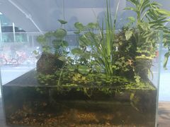 -甜心闲生传统手工冰粉(奎星楼店)