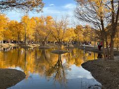 -金塔沙漠胡杨林景区