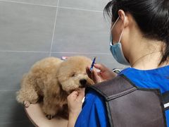 -宠福鑫康馨动物医院·骨科·眼科