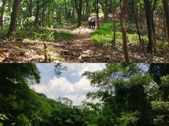 -黄埔油麻山森林公园