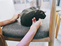 -喵园·猫主题咖啡厅·撸猫·猫咖(国贸店)