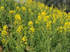 -两河城市森林公园