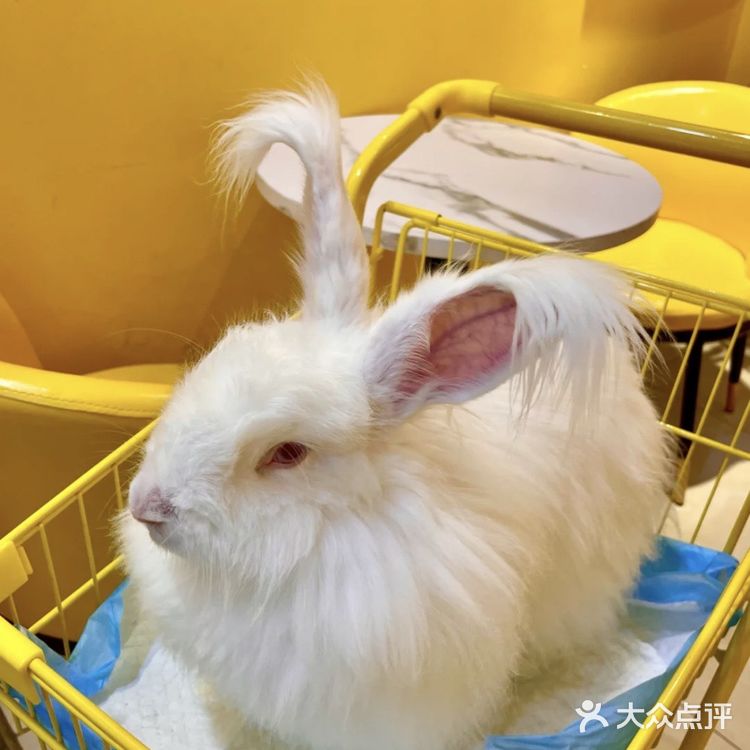 成都探店｜首家·安哥拉巨兔体验馆 超萌