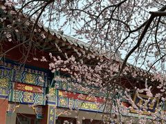 -桃花堤公园