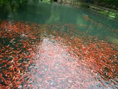 -普陀山风景名胜区-法雨禅寺