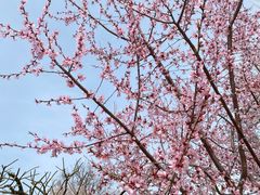 -桃花堤公园