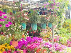 -桂林市花鸟市场