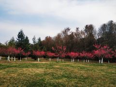 -上海海湾国家森林公园