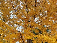 -大兴滨河森林公园