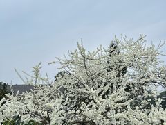 -樱桃山旅游景区