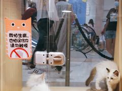 -屋虎猫馆(宝安大仟里店)