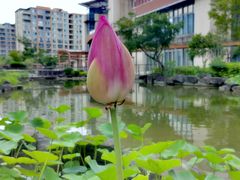 -梧桐人家中国太平国际健康颐养社区