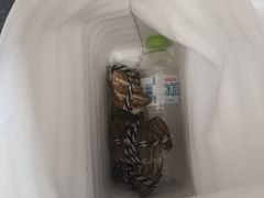 -丫丫蟹庄·苏式园林农家乐·阳澄湖大闸蟹(阳澄湖莲花岛店)