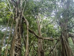 -中国科学院西双版纳热带植物园