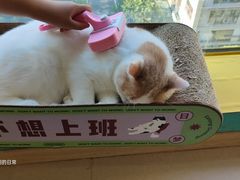 -猫在这儿猫咪咖啡馆·撸猫馆
