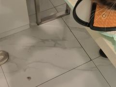 -艾吉宠物医院·疑难杂症转诊中心·猫友好(碧江路院)