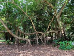 -中国科学院西双版纳热带植物园