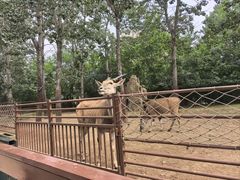 -大连森林动物园