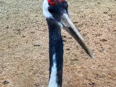 -盐城丹顶鹤湿地生态旅游区