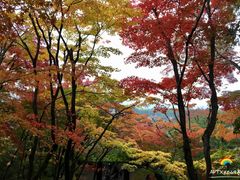 -常寂光寺