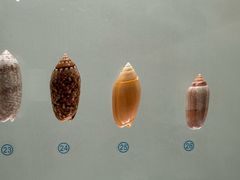 -青岛贝壳博物馆