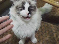 -猫色咖啡·猫咖
