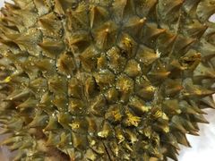 -盒马鲜生(莱蒙都会店)