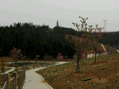 -绵阳盛世樱花悠乐谷