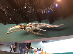 -瑞普利水族馆