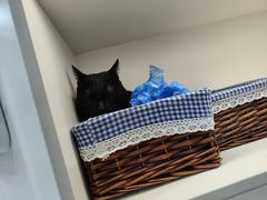 -喵园·猫主题咖啡厅·撸猫·猫咖(国贸店)