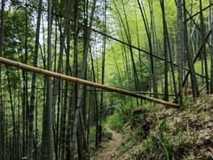 -四明山国家森林公园