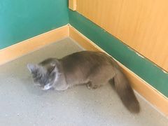 -飞行喵MR PILOT|猫舍·猫咖(静安大融城店)