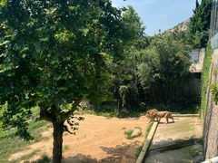 -西霞口神雕山野生动物世界