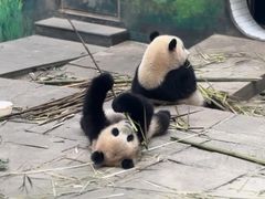 -中国大熊猫保护研究中心雅安碧峰峡基地