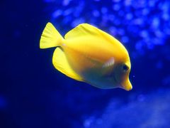 -悉尼海洋生物水族馆