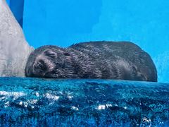 -泉城欧乐堡海洋极地世界