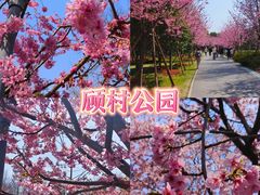 -顾村公园