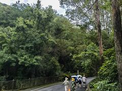 -雁南飞茶田景区