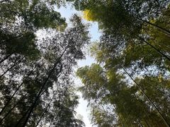 -大奇山国家森林公园
