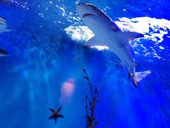 -太平洋海底世界