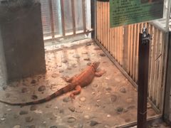 -上海大自然野生昆虫馆(东方明珠·爬宠昆虫探索中心)