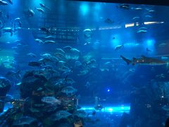 -迪拜水族馆及水下动物园